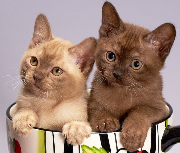 Burmese Kittens Sitting in a Mug