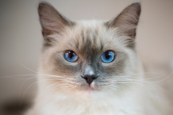 A colorpointed cat with blue eyes