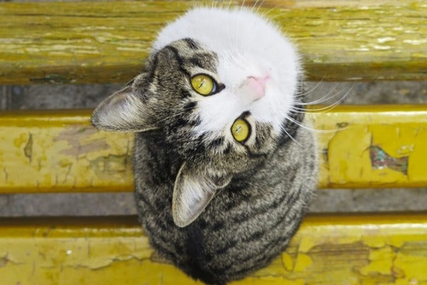 tabby and white cat with yellow eyes on a yellow bench
