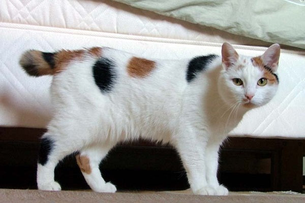 Japanese Bobtail Cat Breed Facts Health Personality Health Issues Basepaws 5541