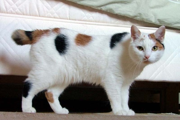 japanese bobtail tricolor cat