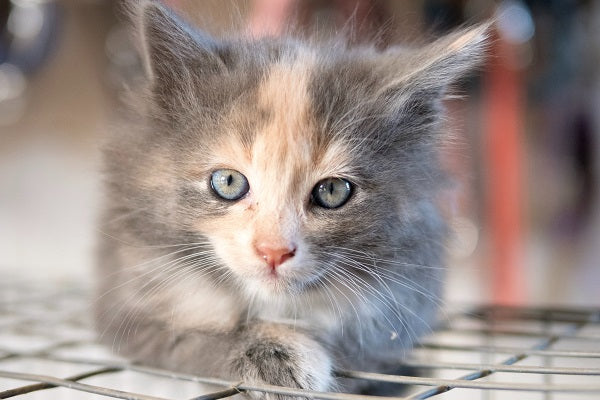 A gray and orange kitten with blue eyes