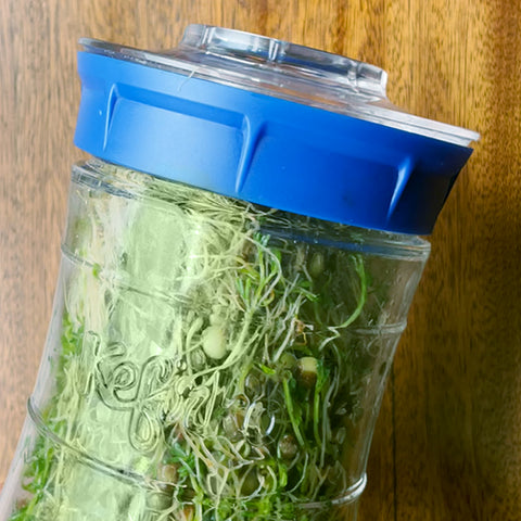 Kefirko jar for sprouting