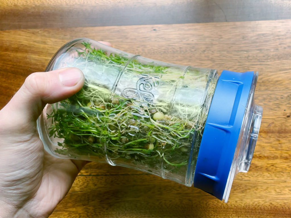 Kefirko Jar for sprout seeds