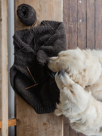 two English cream golden retrievers play around a handspun and knit sweater in progress as it sits on a chair