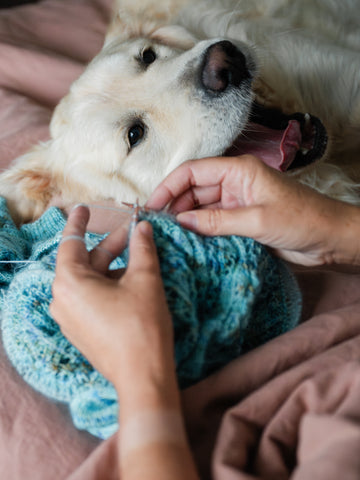 a golden retriever lays yawning against owners leg as you see her hands knitting variegated yarn