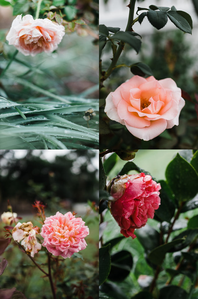 this darling home roses from the garden after rain