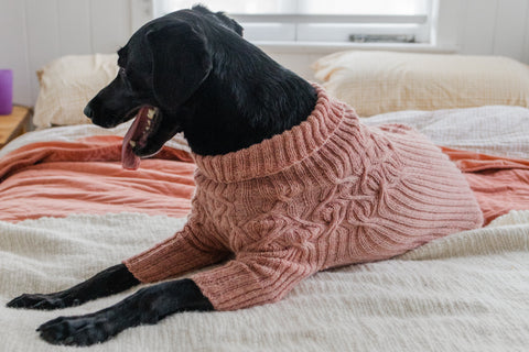 black Labrador in hand knit sweater