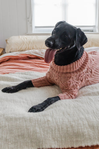 black Labrador in hand knit sweater