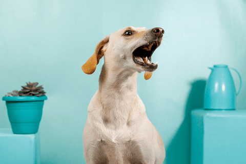 Chien ayant besoin d'un collier de dressage