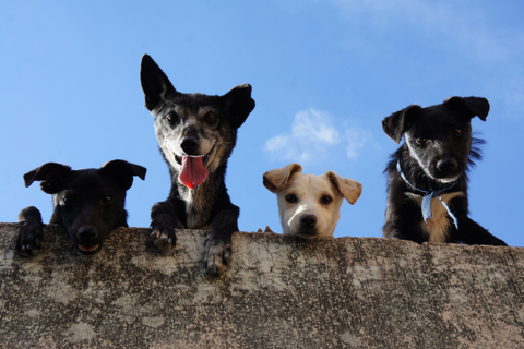 chiens montrant le résultat de Toilettage professionnel