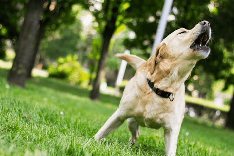 Chien électrocuté par un collier électrique