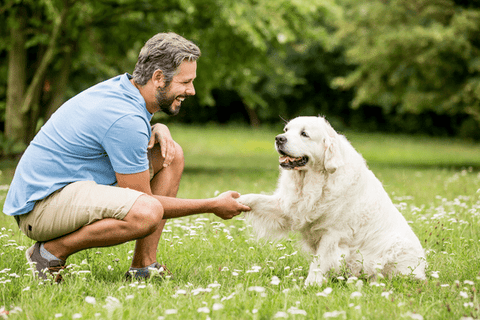 Propriétaire de chien faisant le dressage de patte