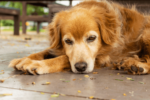 Chien bouleversé après avoir reçu un choc électrique