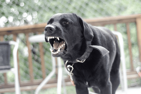 Chien utilisant un collier électrique