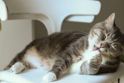 chat léchant les pattes