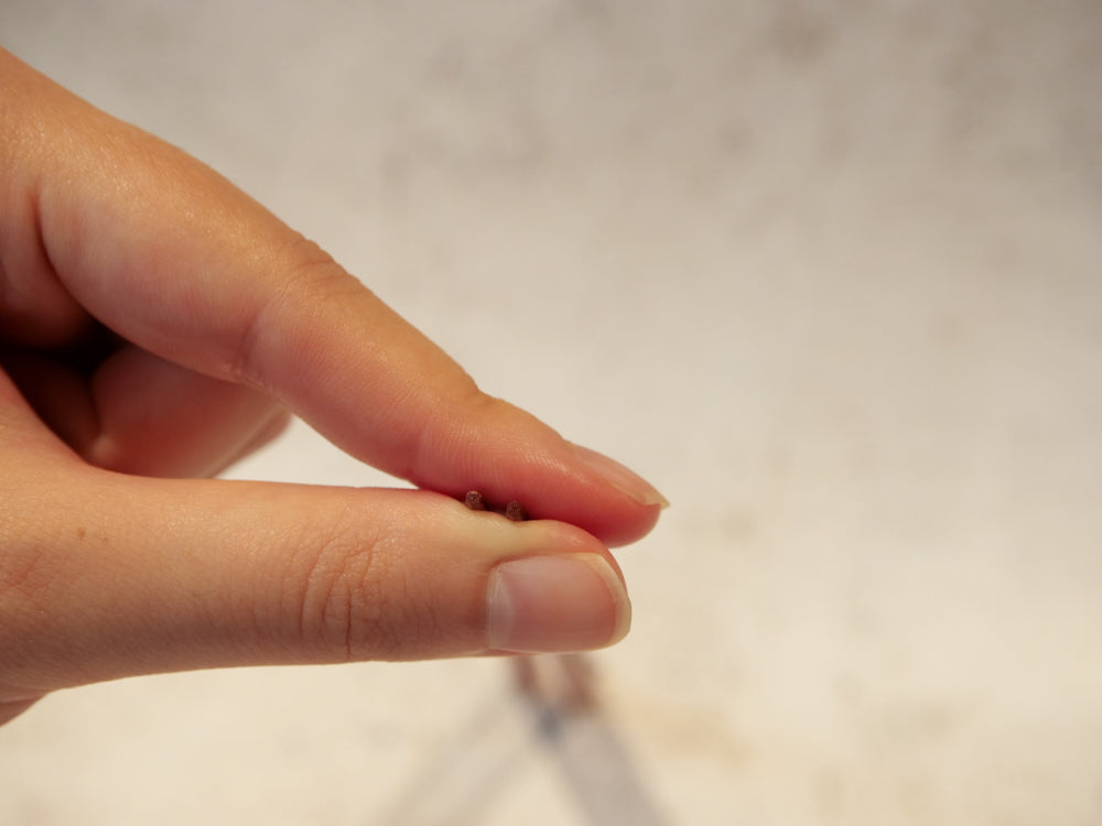 showing off the super thin tapered ends of the chopsticks