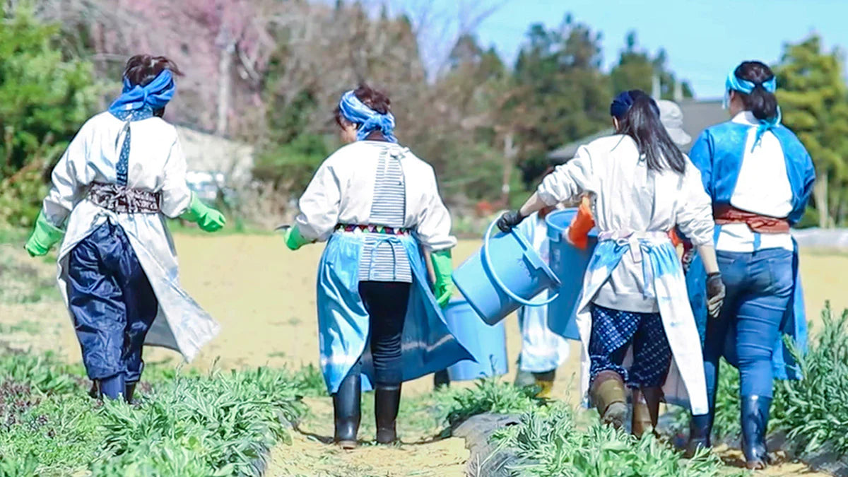 aizome japanese indigo cultivation