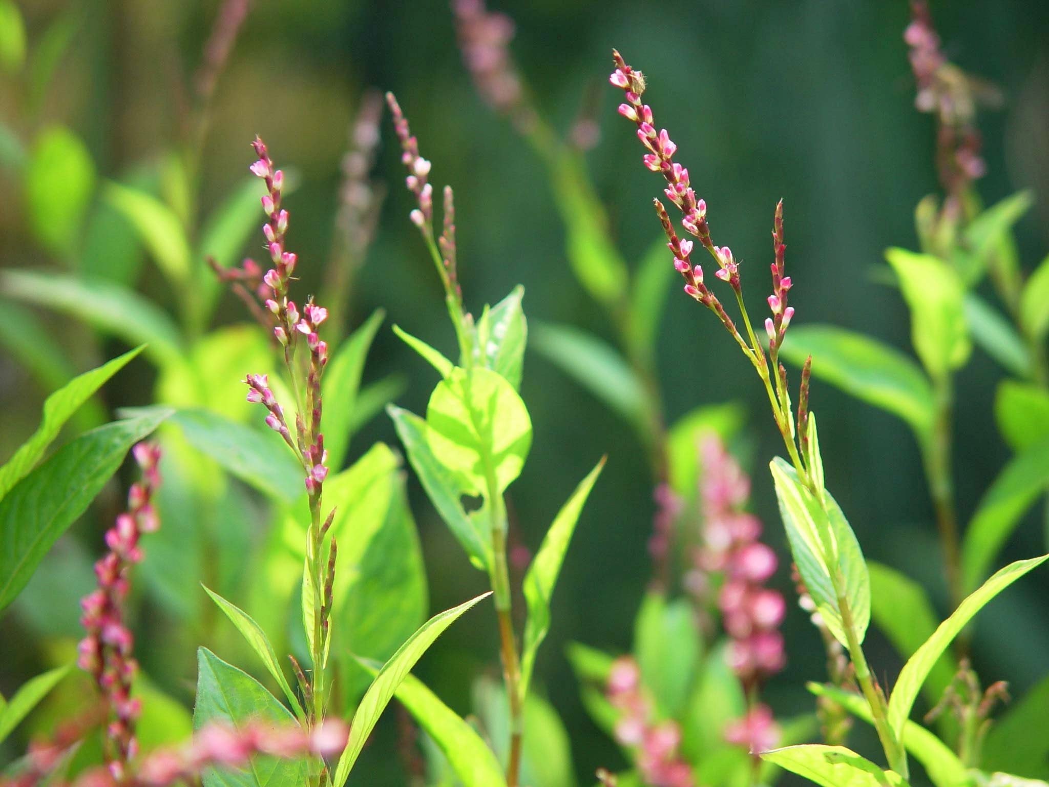 "ai" japanese indigo plant