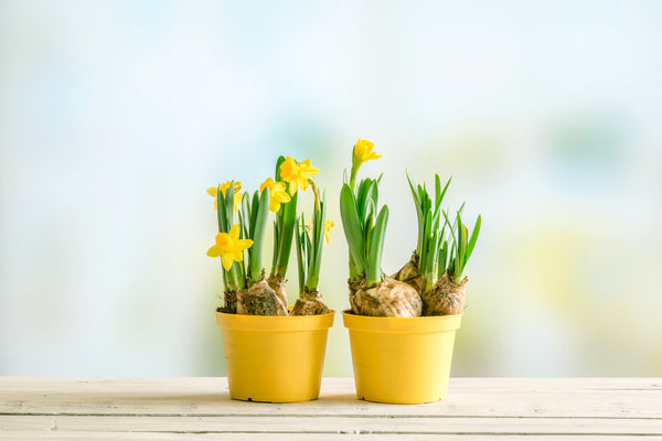 Japanese feng shui flowers