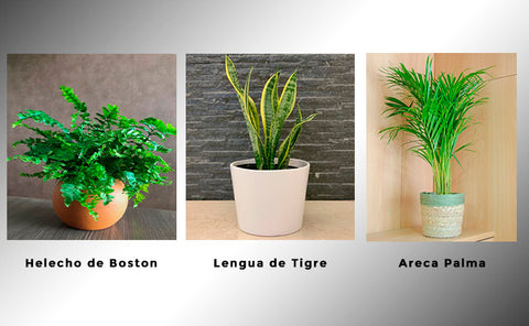 plantas Helecho Boston, Lengua de tigre, Areca Palma