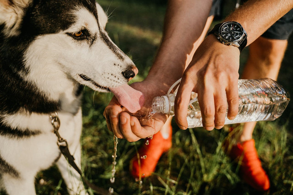 A woman giving her dog some water