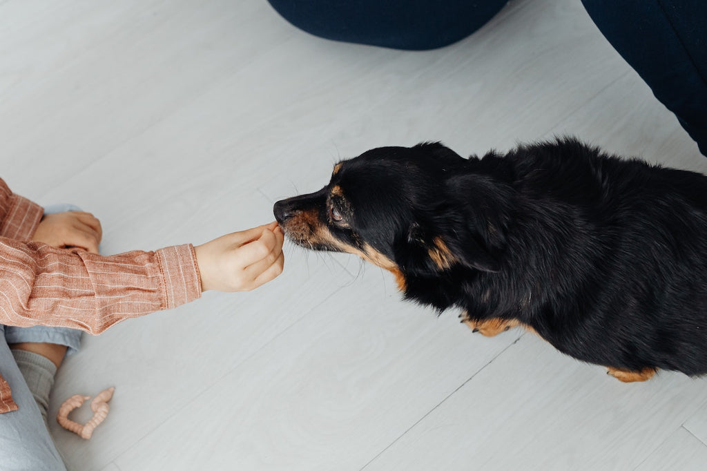 A black dog being hand fed a CBD treat