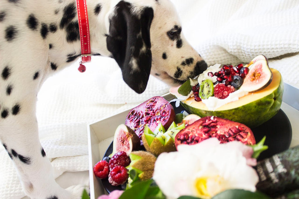 A Dalmatian eating healthy fruits