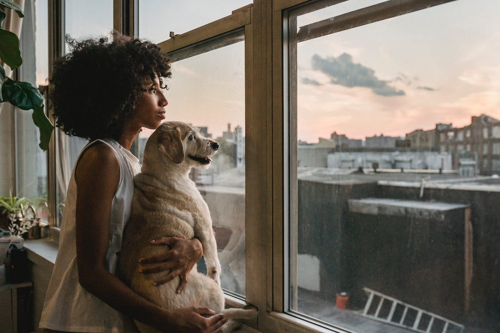 A small white dog looking out of a window