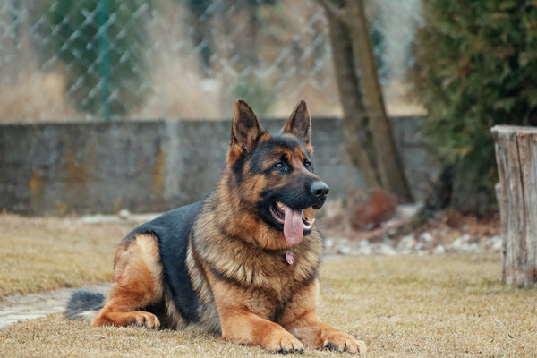 A hot dog lying down outside with his tongue out