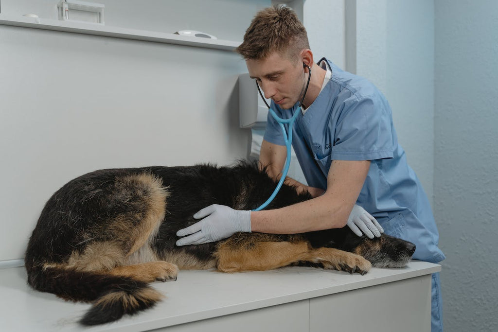 A veterinarian checking the dog's health