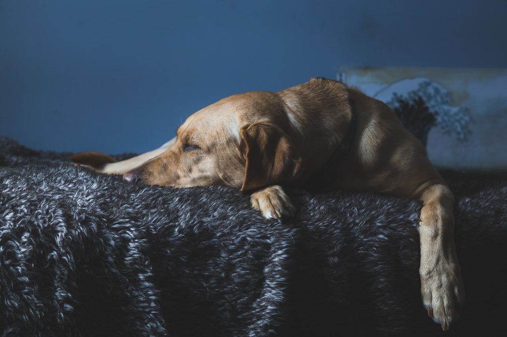 Dog laying his head down in bed