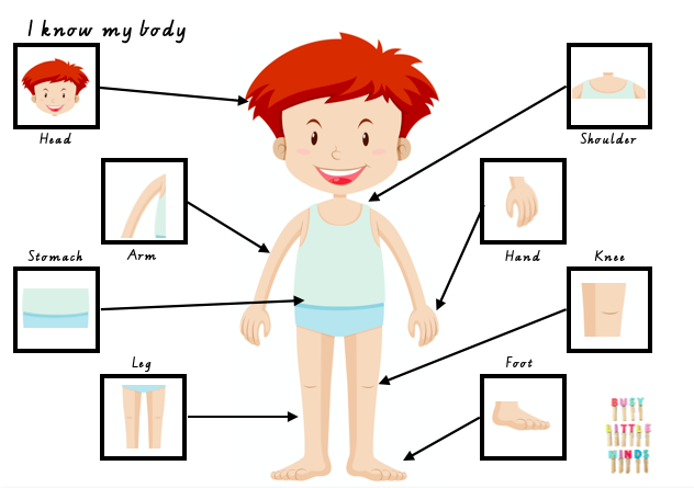 body parts boy activity page busylittleminds