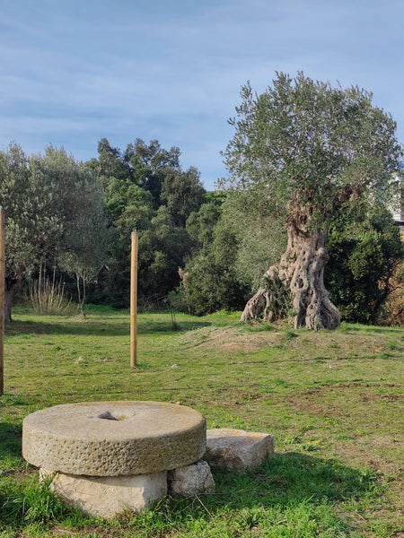 MOLÍ DE PEDRA TRULL D'AGULLANA COSTA BRAVA OLI D'OLIVA