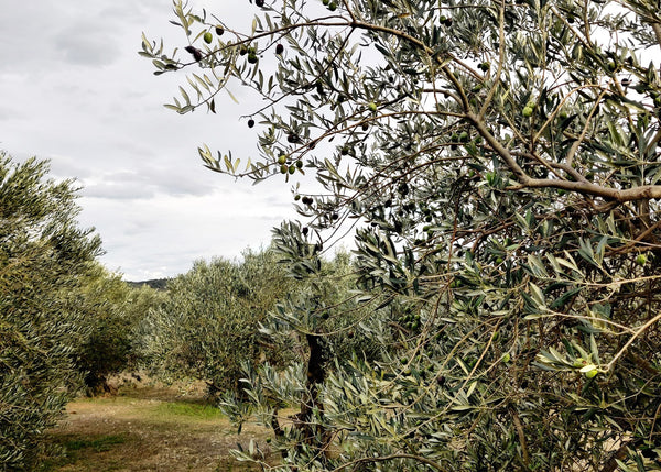 OLI DEL RAIG ARGUDELL 2023 ACEITE PRIMERA PRENSADA LLAGRIMES DEL CANIGO