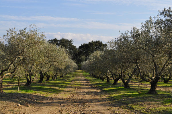 TRADICIÓN EXCELENCIA ACEITE DE OLIVA COSTA BRAVA LLAGRIMES DEL CANIGO