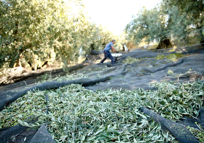 del olivo a la mesa, como se hace aceite virgen extra