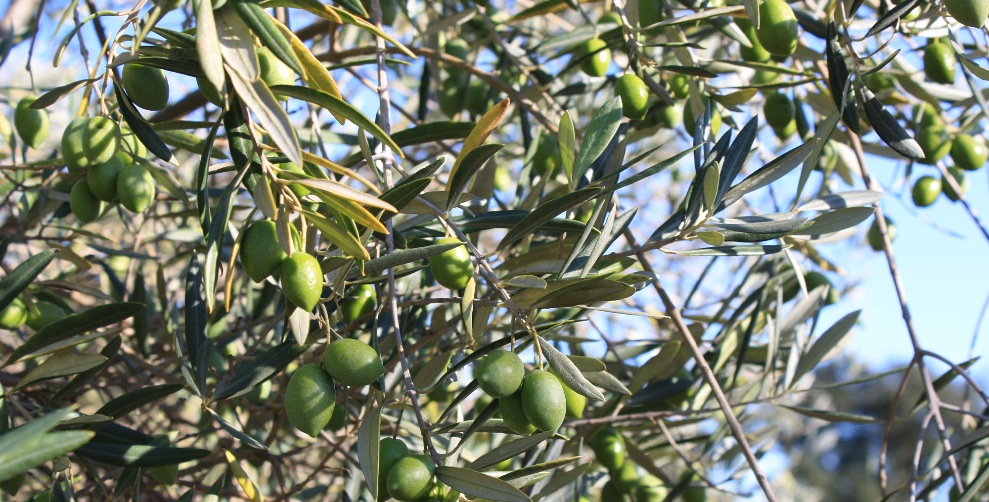 olivenbäume argudell emporda spanien evoo