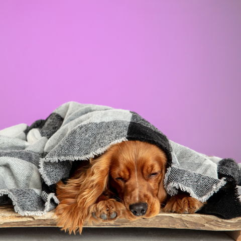 Paw & Glory, paw and glory, dog photo blanket, personalized blankets for dogs, personalized cat blankets, personalised dog head blanket, dog on blanket, blanket with dog, Pet Portraits blanket,