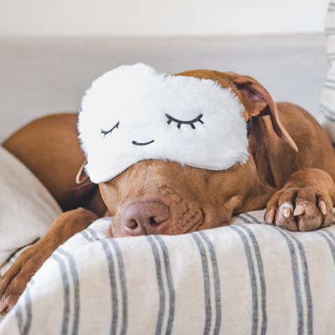 Paw & Glory, pawandglory, pillow custom, my pet pillow, dog pillow custom, pillow of your pet, personalised pet pillow, customized throw pillows, Pet Portraits cushion,