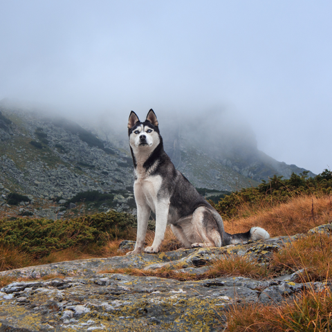 Paw & Glory, pawandglory, personalized pet and owner canvas, in home pet photography, dog astronaut photo, nasa dog portrait, pet portrait singapore, best dog artists, pet portraits