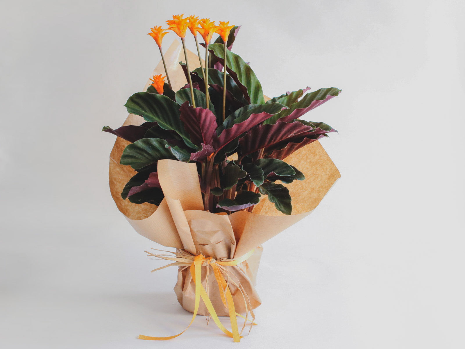 Calathea Crocata – Flor de Lis