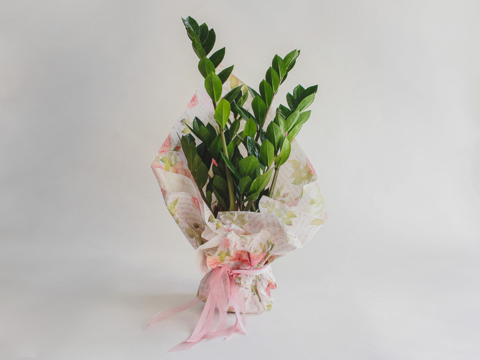 Zamioculca – Flor de Lis