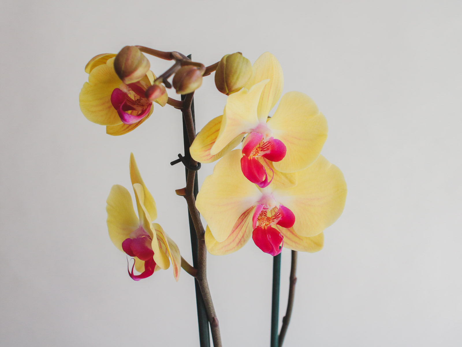Orquídeas – Flor de Lis