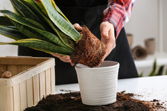 Repotting Plants