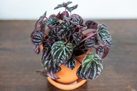 Peperomia Indoor plant