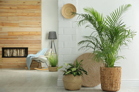 Parlour Palm indoor plant