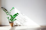 Light and indoor plants