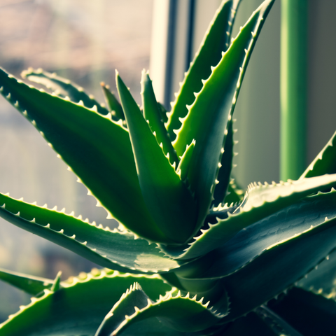 Indoor Plants Toxic To Pets | Rare Indoor Plant Nursery, Australia