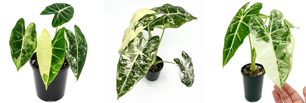 Variegated Alocasia Frydek Indoor Plant | Chalet Boutique Rare Plant Nursery, Australia